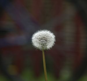 Dandelion seeds that cause allergic reactions in Florida