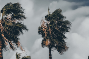 Palm trees waving in the wind.