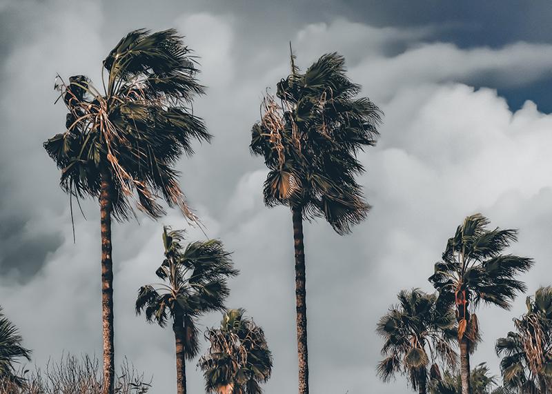 Palm trees waving in the wind