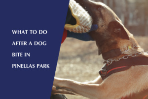 Aggressive dog bite occurs in Pinellas Park