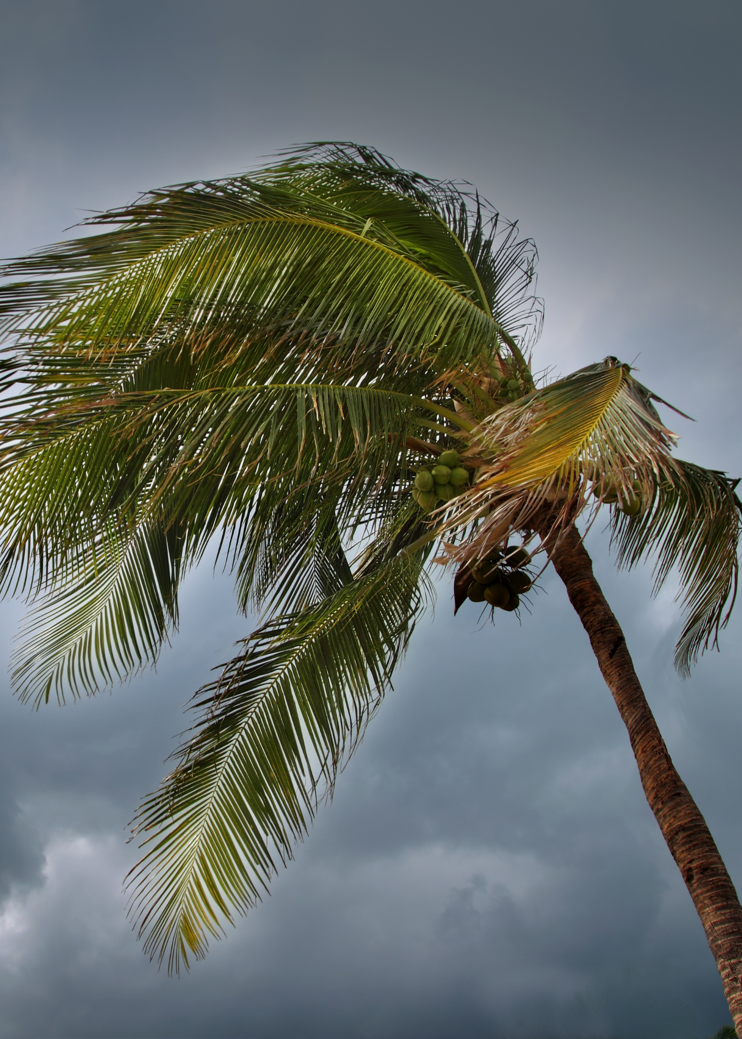A palm tree bends and sways vigorously in hurricane winds.